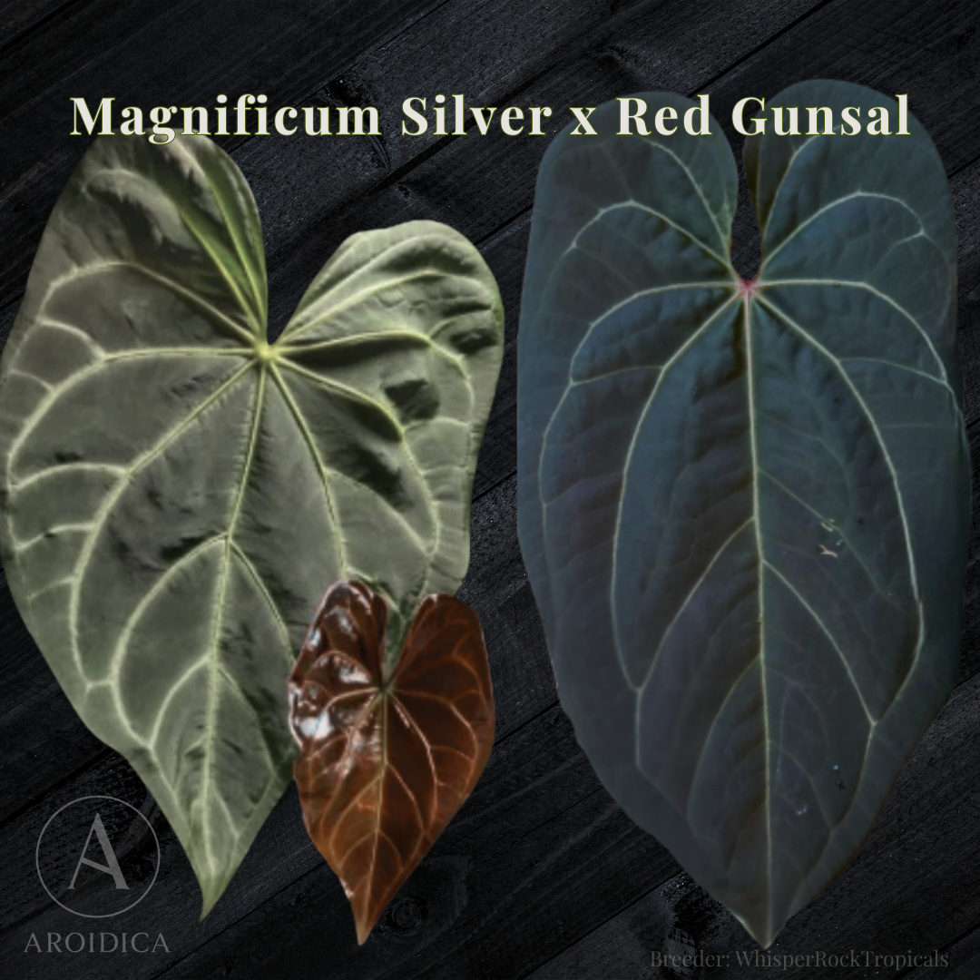 Anthurium Magnificum ‘Silver’ × Red Gunsal