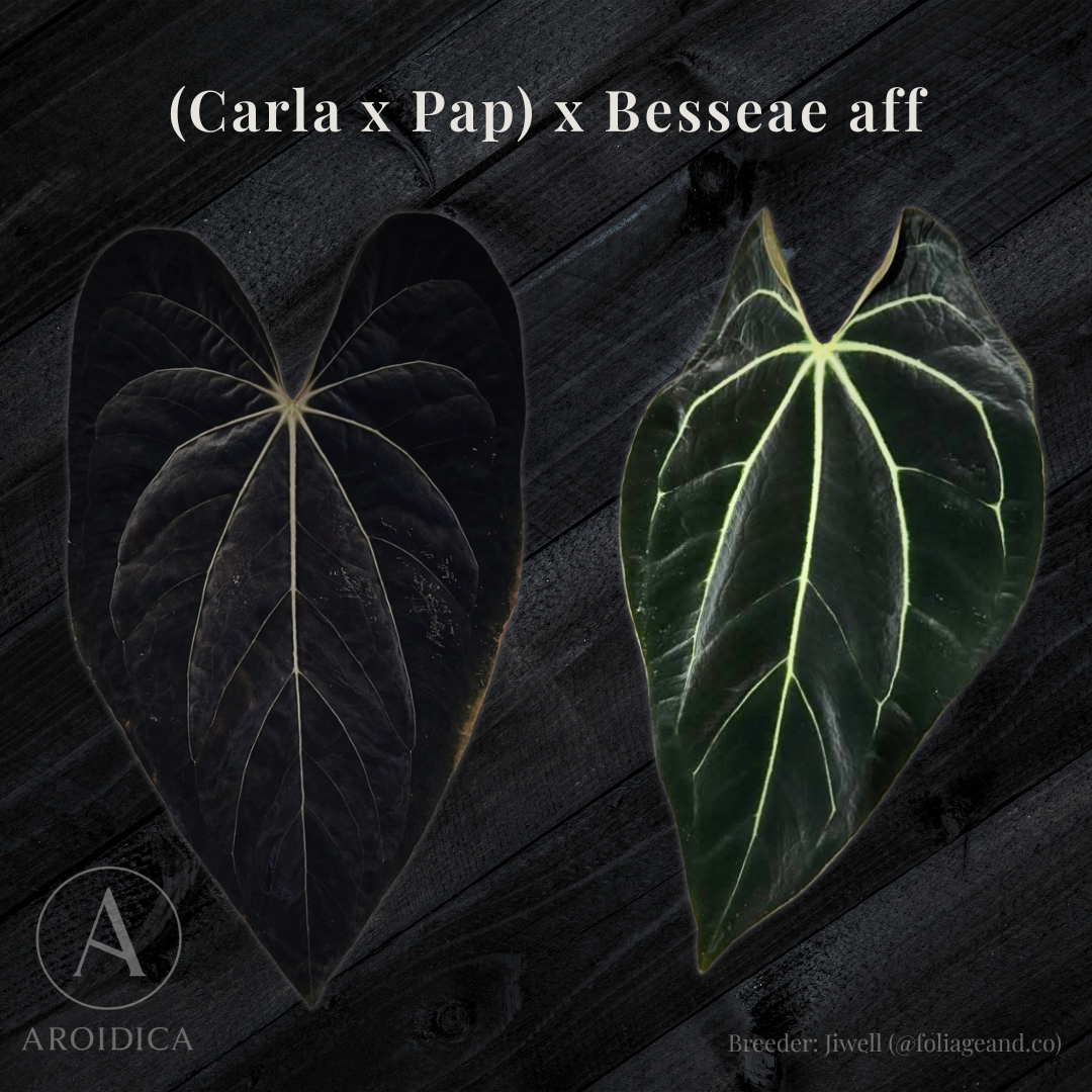Anthurium (Carla x Papillilaminum) x Besseae aff