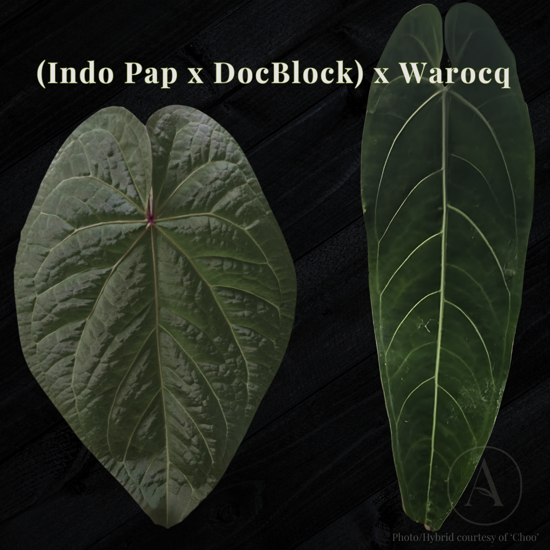 “(Indo Pap × DocBlock) × Warocq Queen"— ChooChooMarie Hybrid