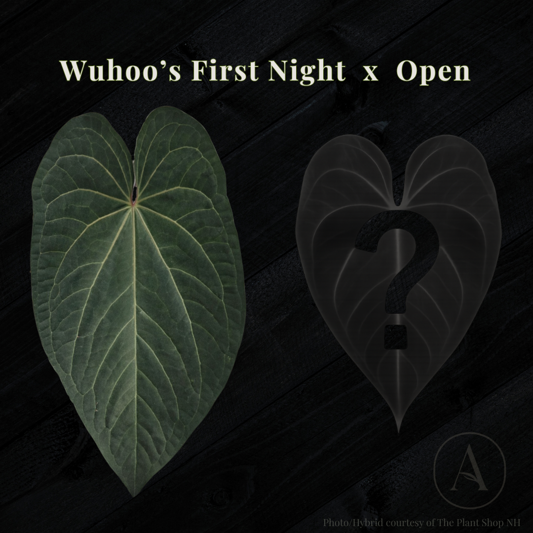 Anthurium Wuhoo’s First Night × (Unspecified Pollen Parent)