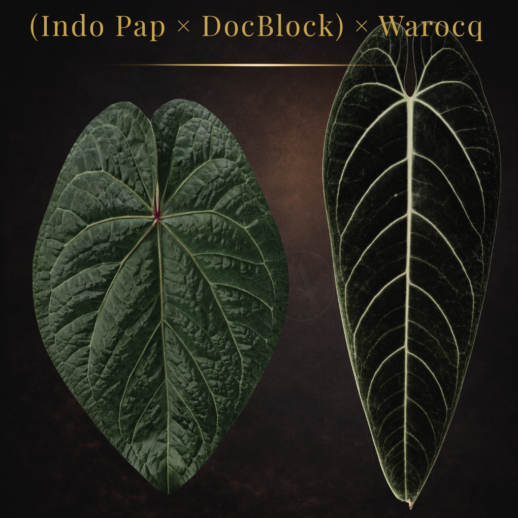 “(Indo Pap × DocBlock) × Warocq Queen"— ChooChooMarie Hybrid