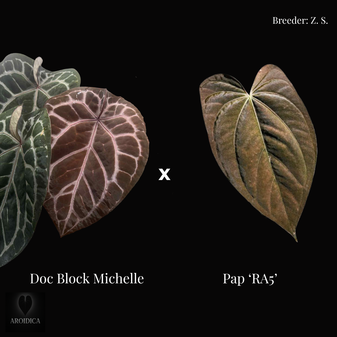 DB Michelle x Pap RA5 by Z.S