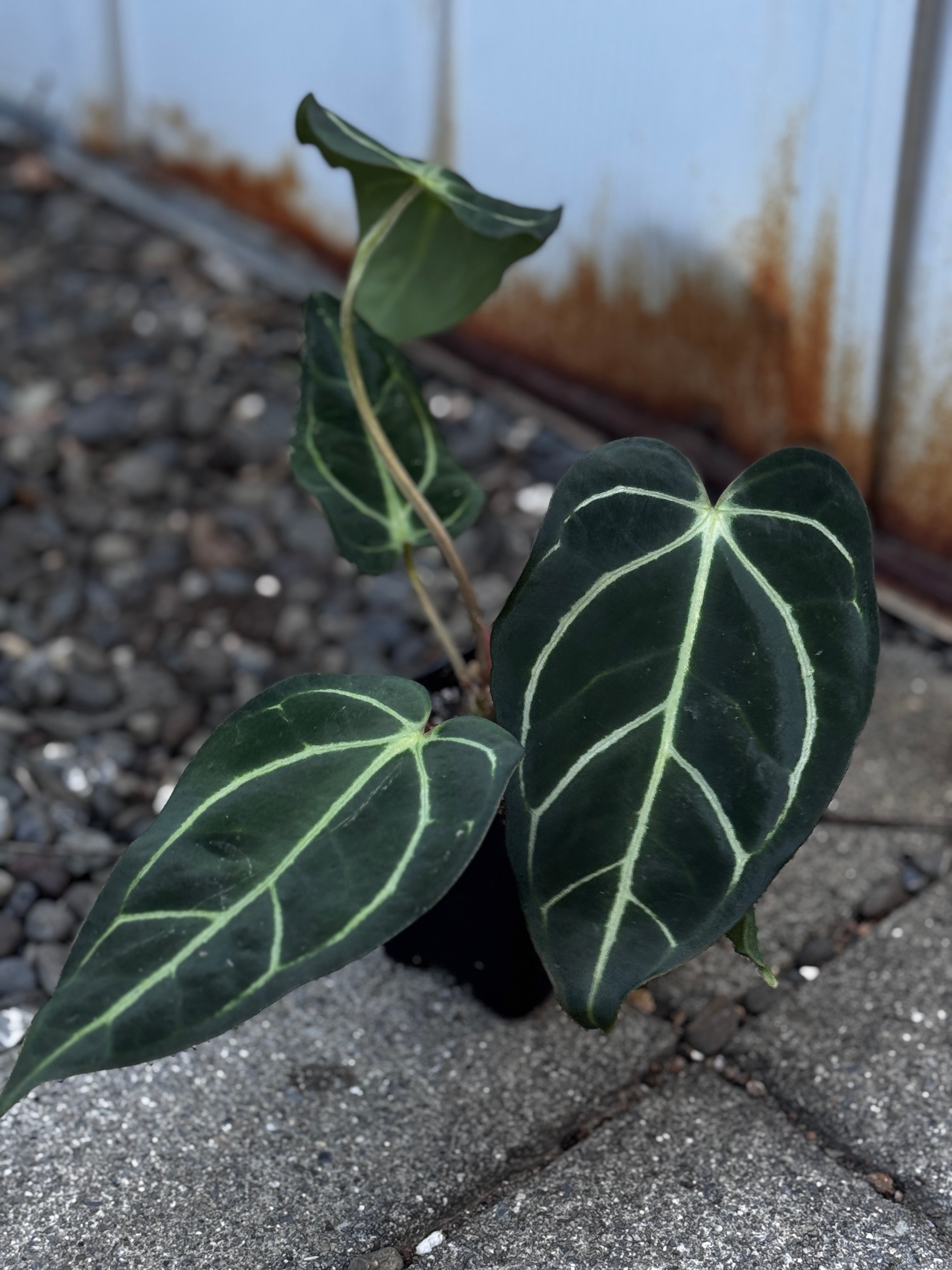 Anthurium Carlablackiae 'PM2' x 'PM1' by Understory Oasis