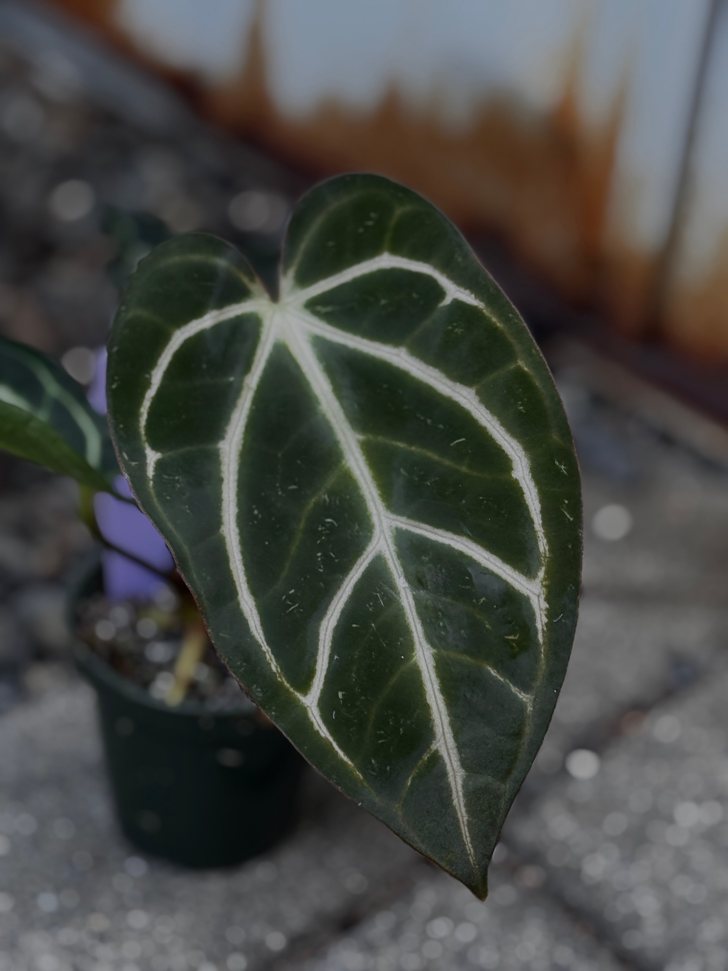 Anthurium Carlablackiae 'PM2' x 'PM1' by Understory Oasis