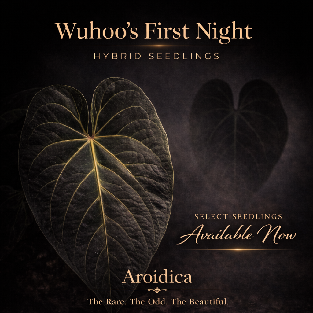 Anthurium Wuhoo’s First Night × (Unspecified Pollen Parent)