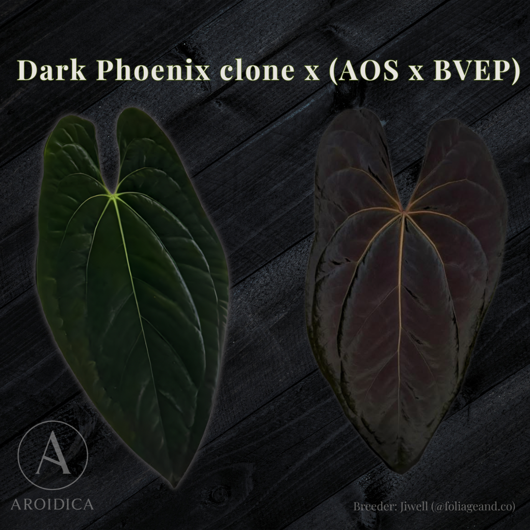 Anthurium Dark Phoenix clone x (AOS x BVEP)