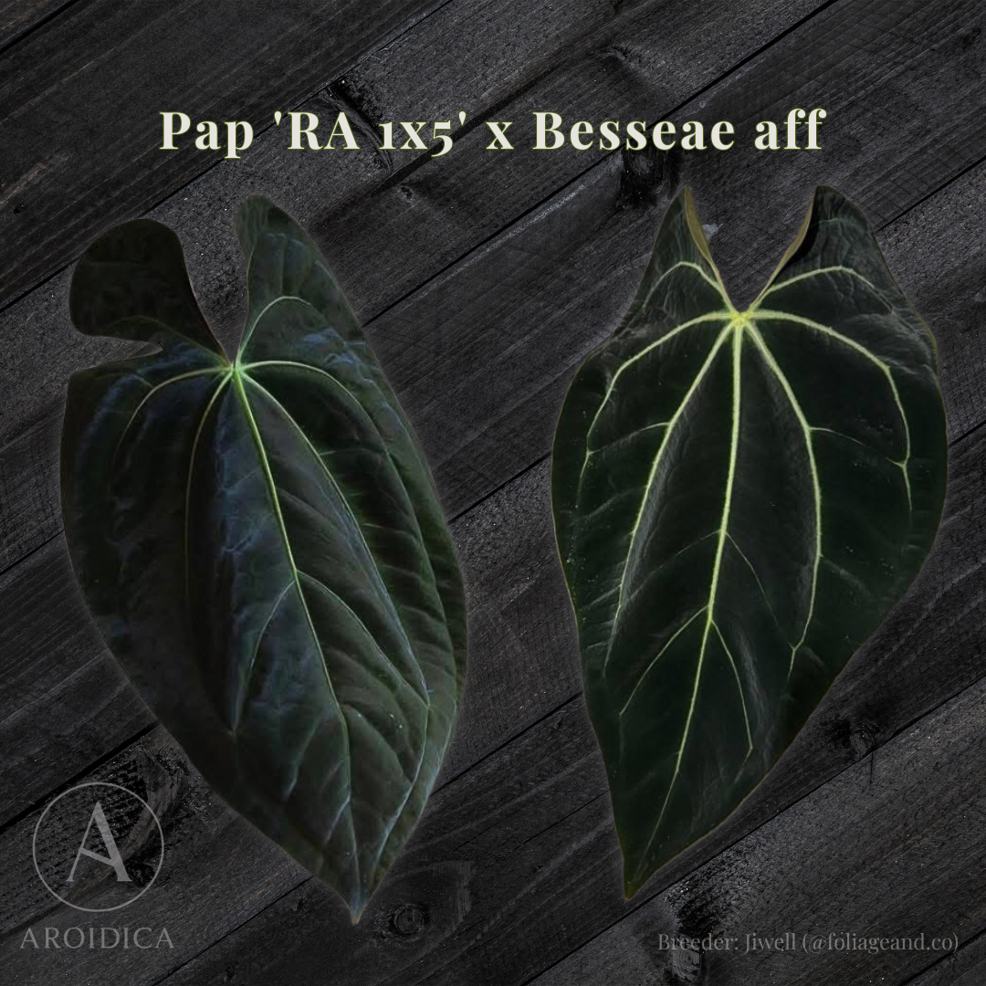 Anthurium Papillilaminum 'RA 1x5' x Besseae aff