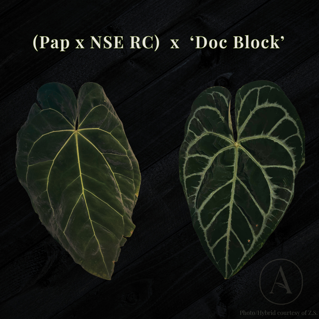 (Pap x NSE RC) x Doc Block by Z.S.