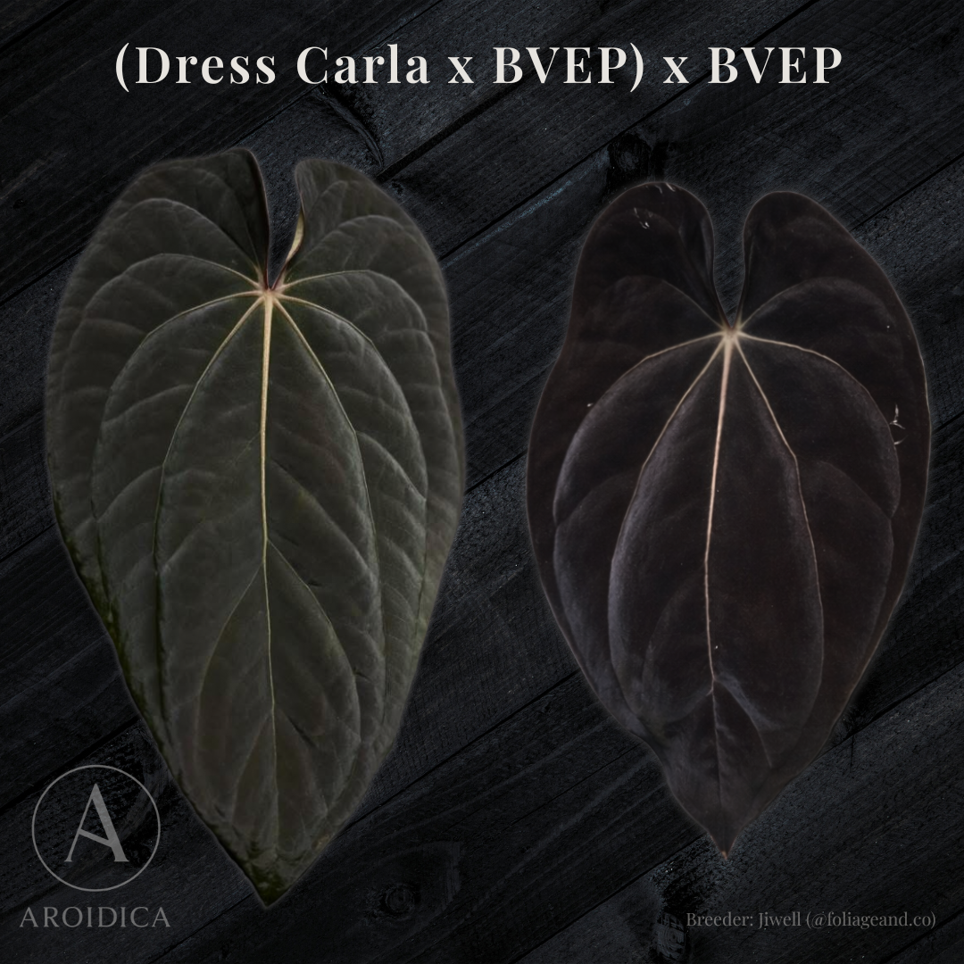 Anthurium ((Dressleri x Carla) x BVEP) x BVEP