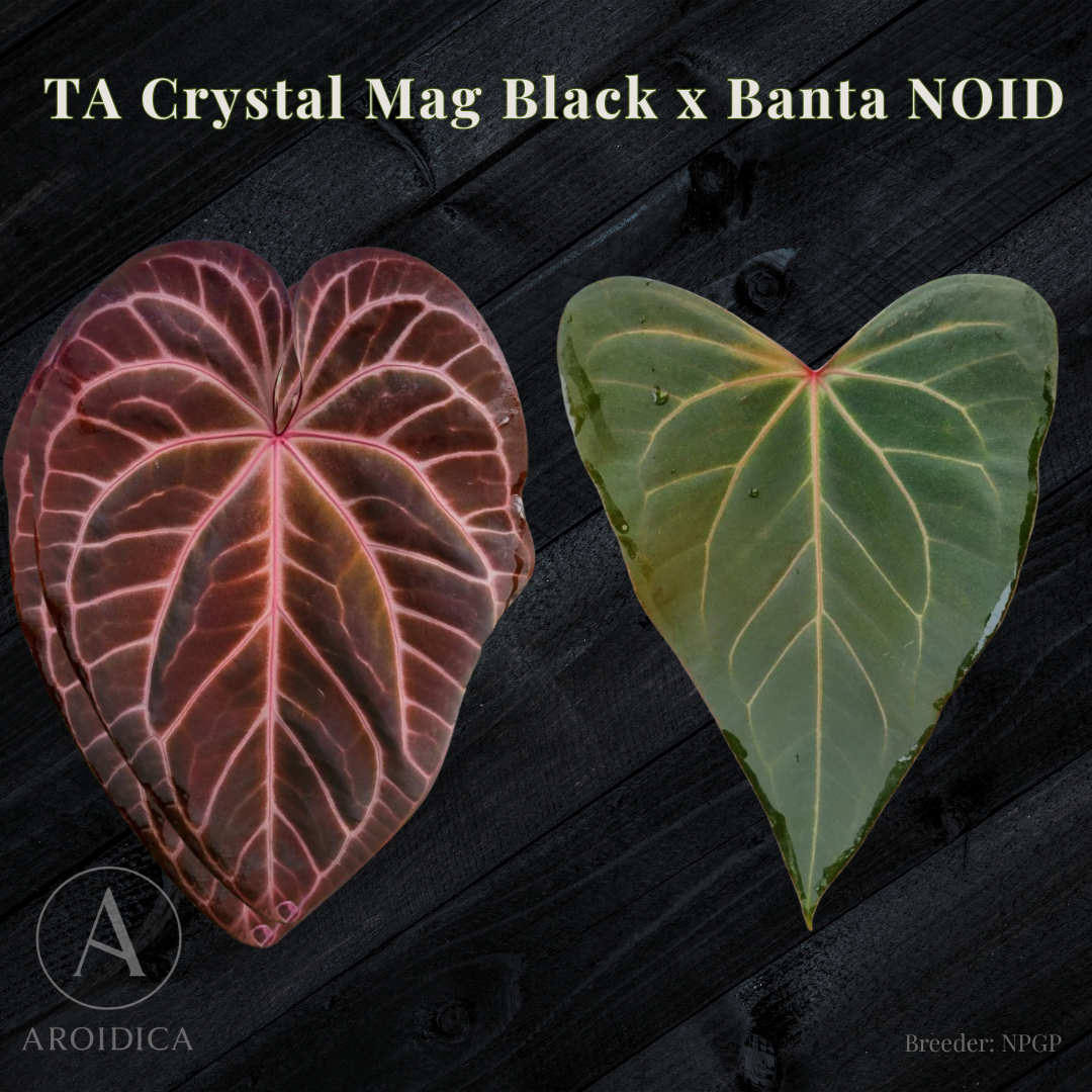 Tim Anderson's (Crystal Magnificum x Tim’s Black) x John Banta's NOID