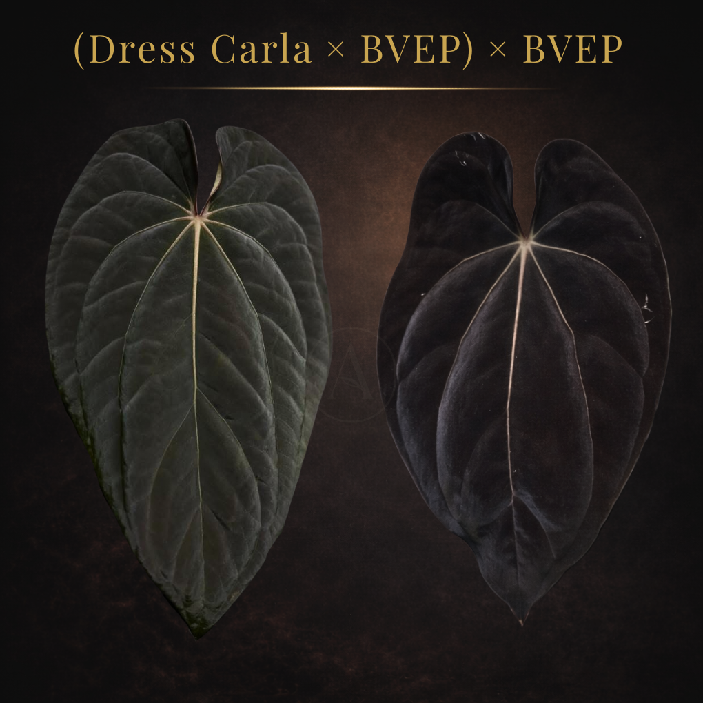 Anthurium ((Dressleri x Carla) x BVEP) x BVEP