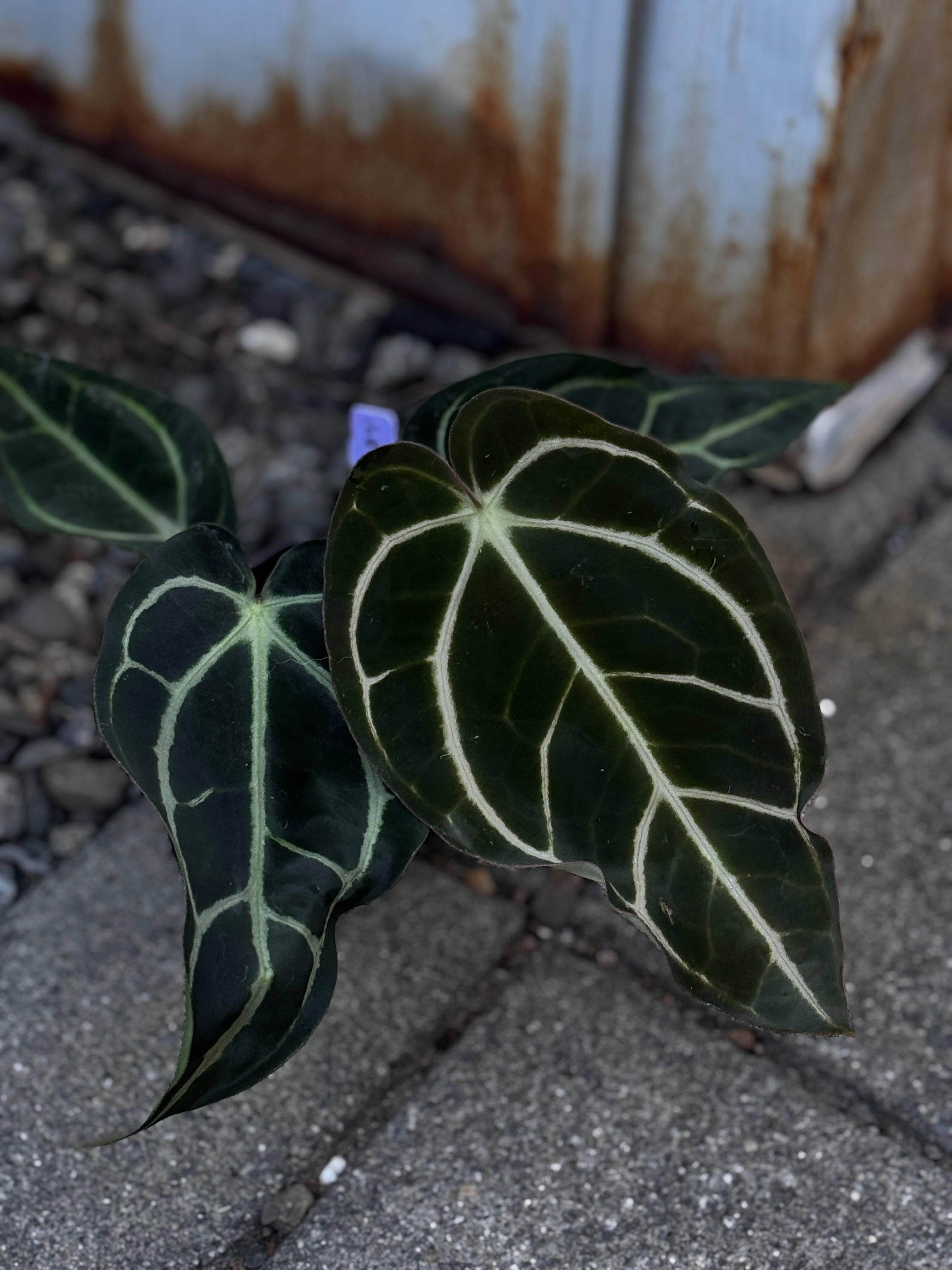 Anthurium Carlablackiae 'PM2' x 'PM1' by Understory Oasis