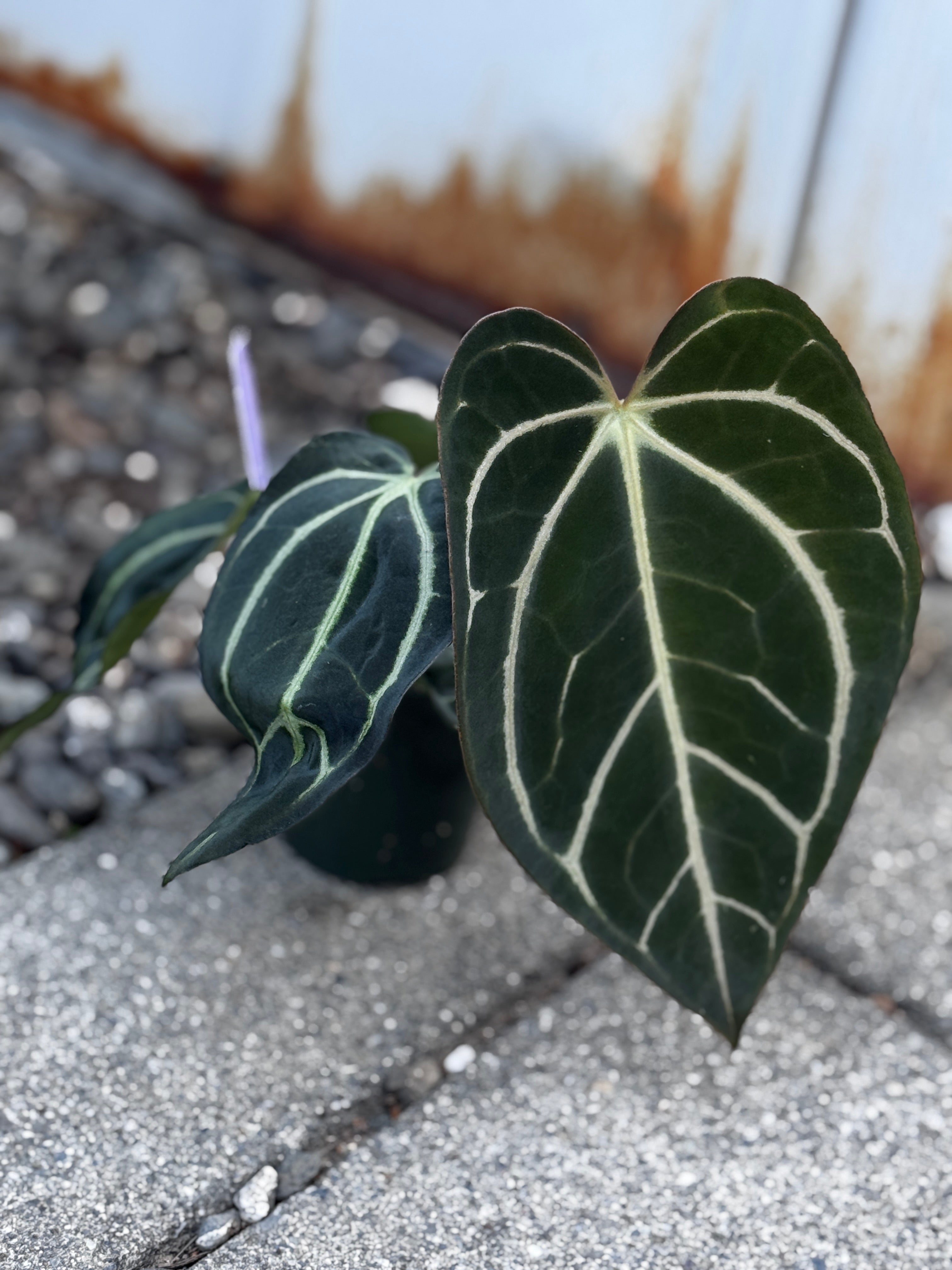 Anthurium Carlablackiae 'PM2' x 'PM1' by Understory Oasis